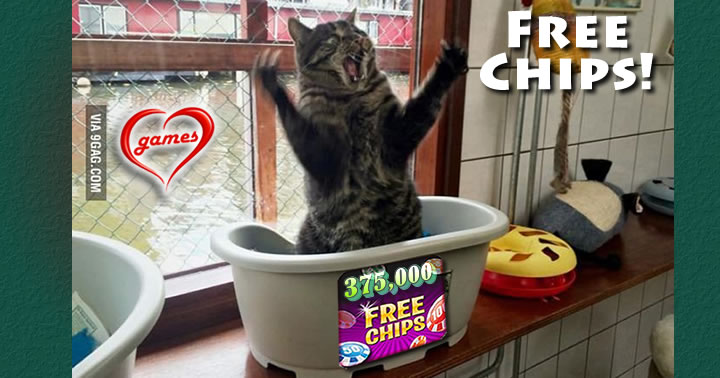 cat scream