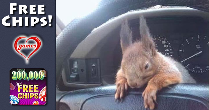 driving squirrel