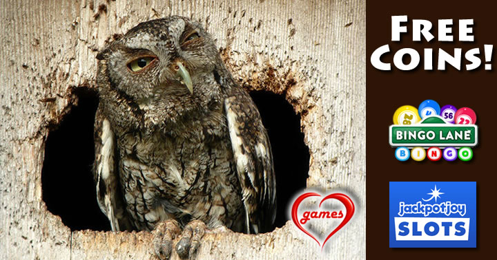owl combo