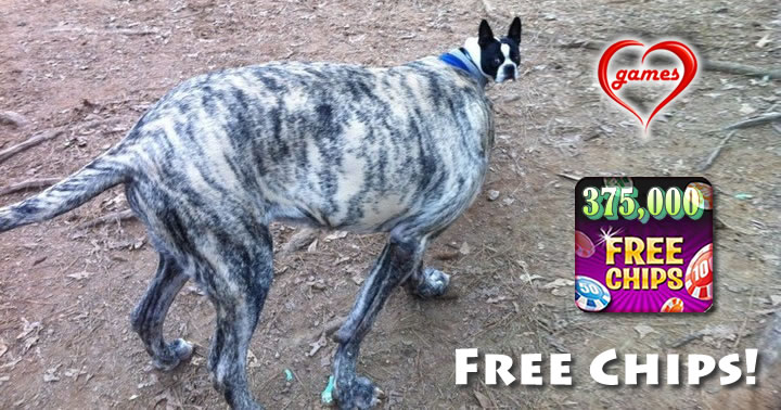 Great Dane Tiny Head