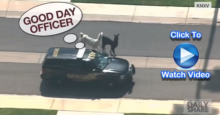 Llama Chase