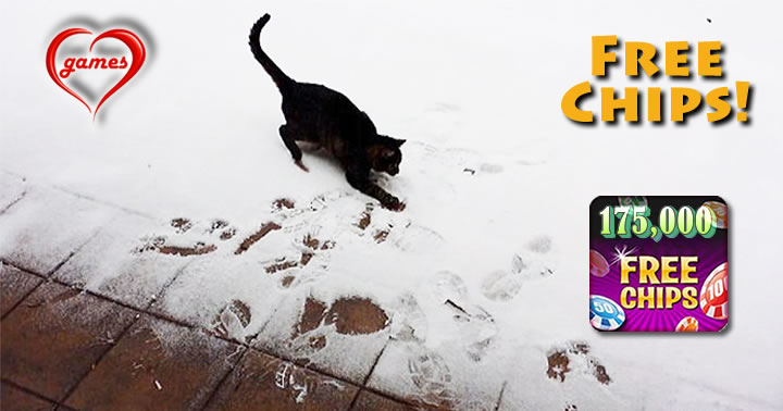 black cat in snow