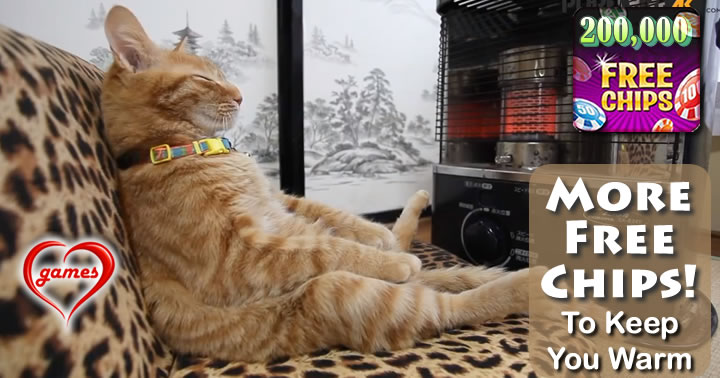 cat heater