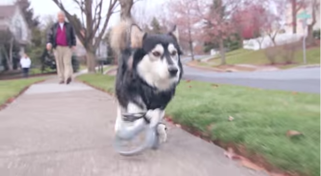 derby_the_dog