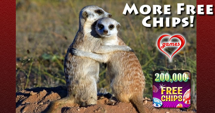 hugging meerkats