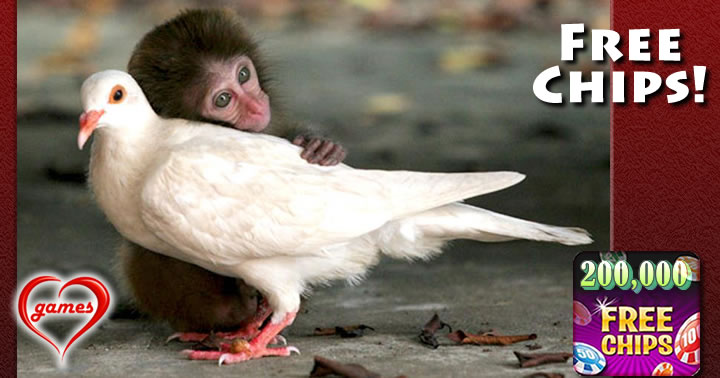 monkey hugging dove