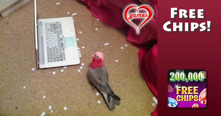 parrot keyboard