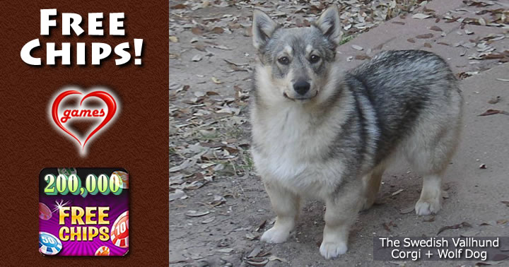 swedish corgi