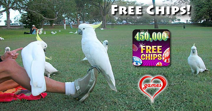 cockatoos-melbourne