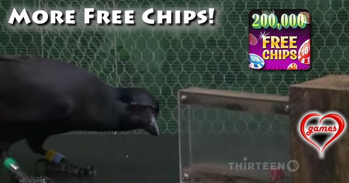 crow intelligence