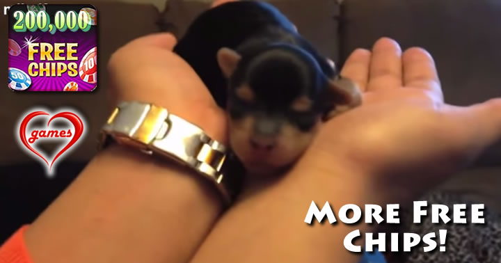 cute puppy compilation