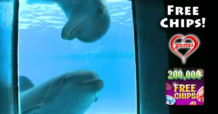 dolphin mirror