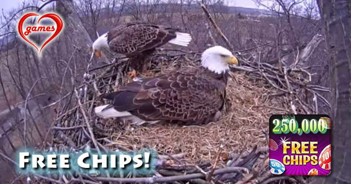 eagle nest