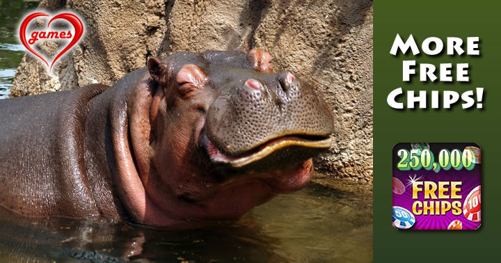 hippo chasing 2