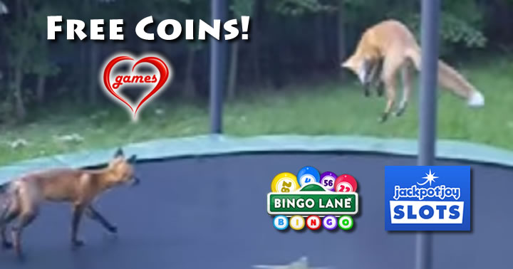 jumping-foxes