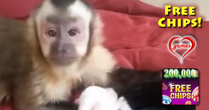 monkey puppies