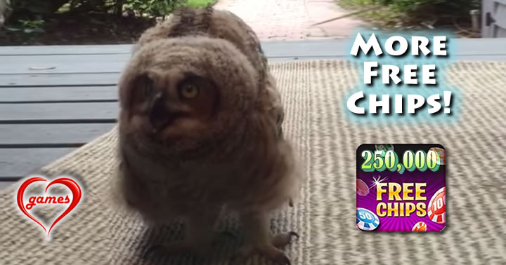 owl-porch