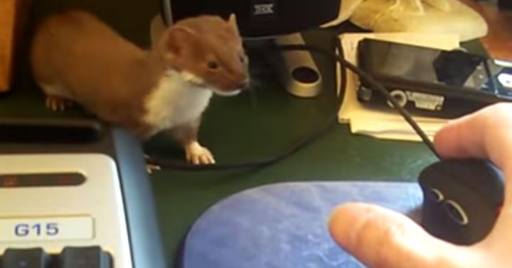 ozzy-the-weasel