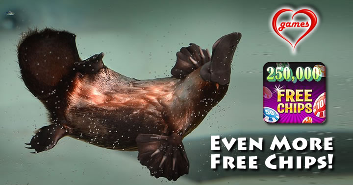 platypus