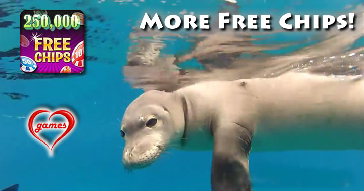 playful monk seal