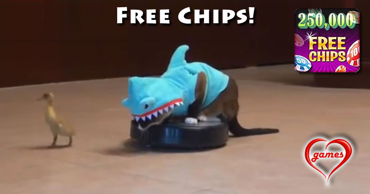 shark cat