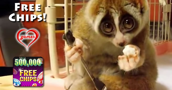 slow loris