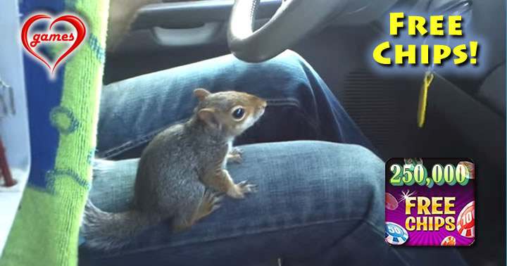 squirrel driving
