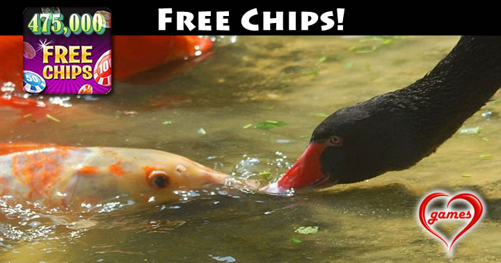swan feeding koi 475