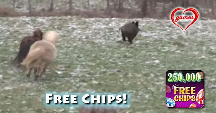 wildboar