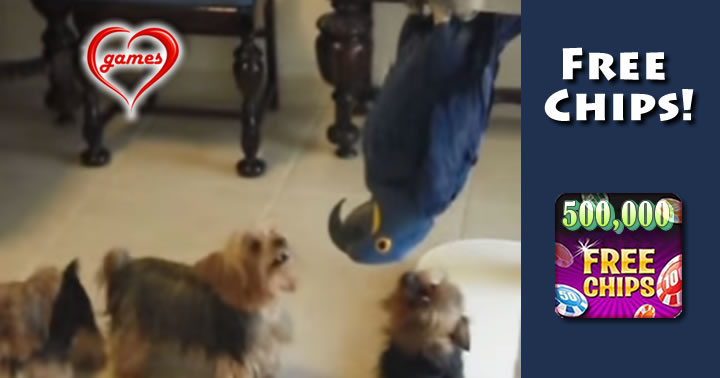 Hyacinth teasing the Yorkies