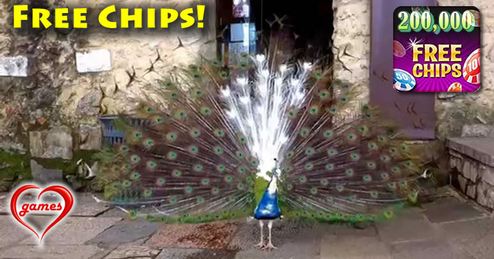 albino-peacock