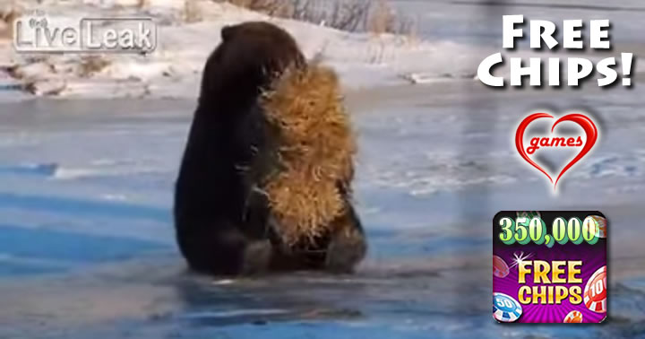 bear hay