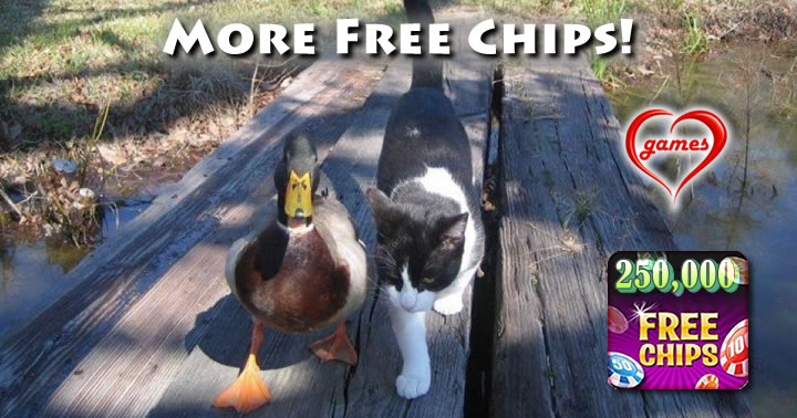 cats duck