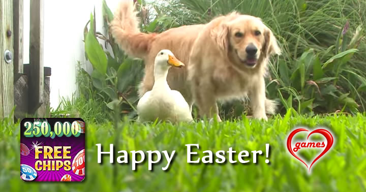 dog and duck