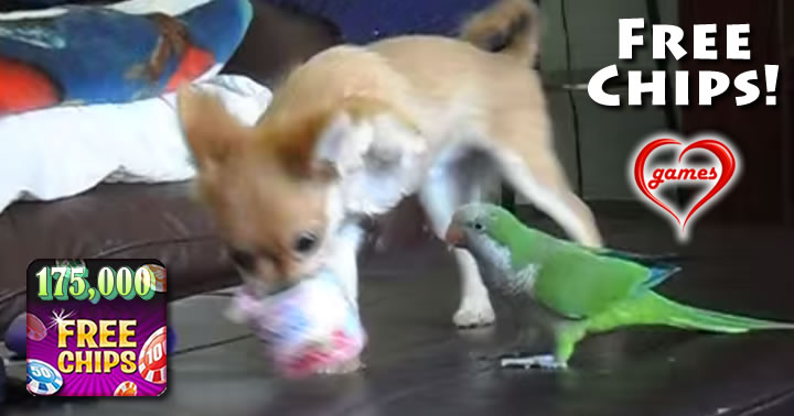 dog and parrot