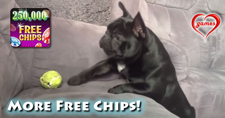 dog-fails