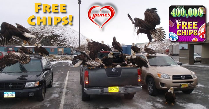 eagles