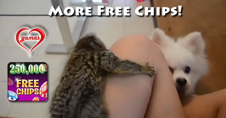 marmoset