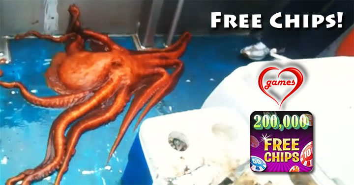 octopus
