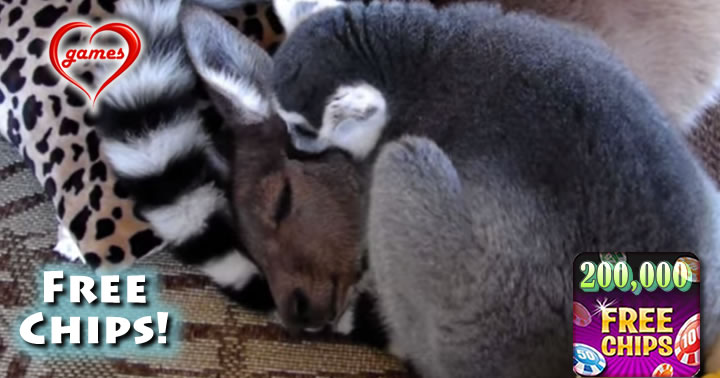 roo-lemur