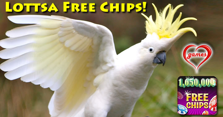 singing-cockatoo