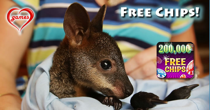 wallababy joey