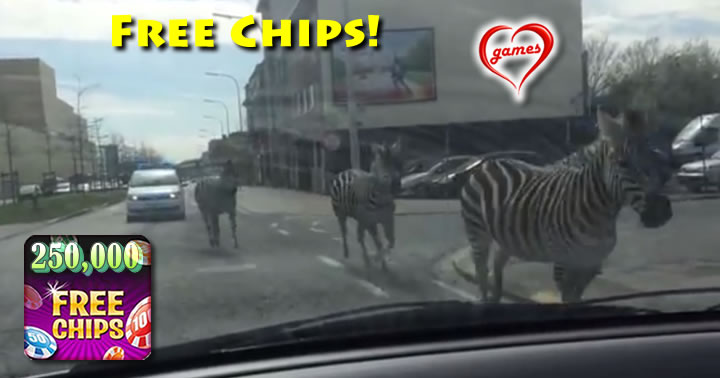 zebra-running