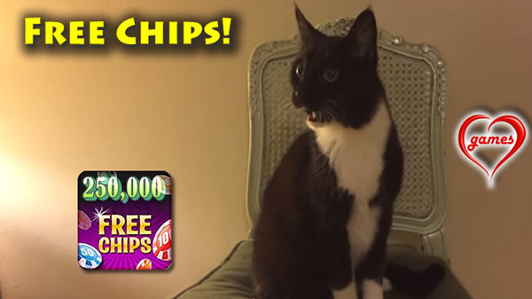 amazing-cat
