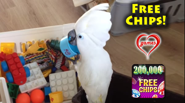 cuckatoo-singing-cup