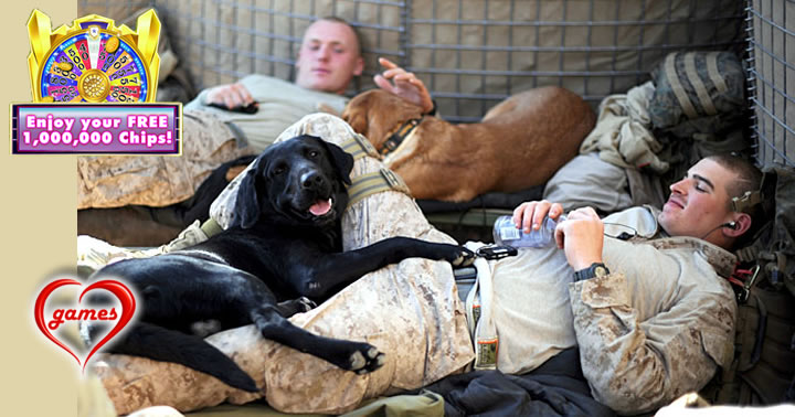 military-dogs-dd