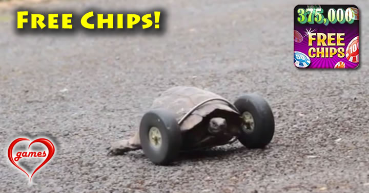 tortoise2