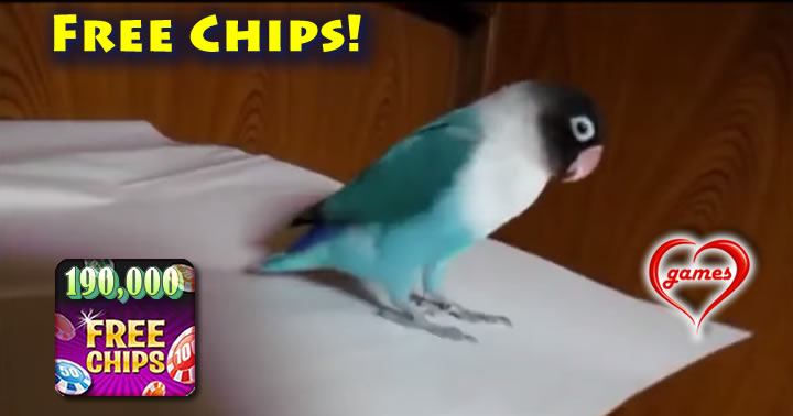 Dancing-lovebird