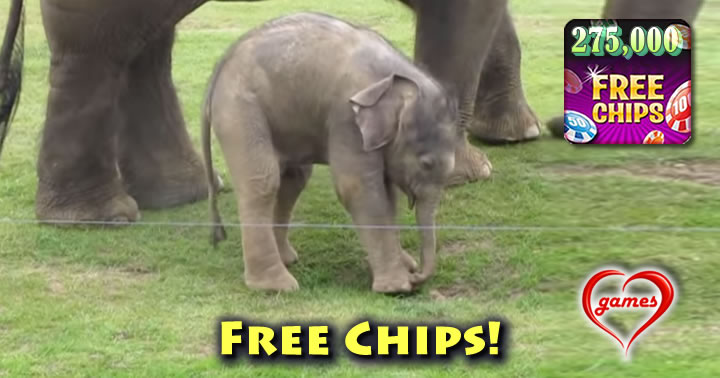 baby-elephant