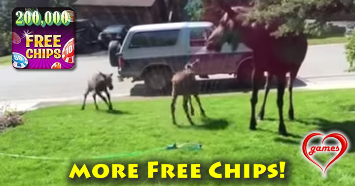 baby-moose